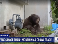 Hai tháng sống 'chung nhà' với chú gấu đen 260kg