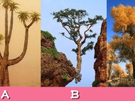 Quiz: Chọn cây đại thụ cô đơn nhất và xem bạn được lòng người đến đâu