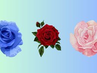 Quiz: Bạn đời lý tưởng của bạn có những phẩm chất gì?