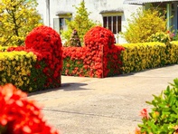 Về Đồng Tháp ngày Tết ngắm đường mai và hàng bông trang bừng nở rực rỡ