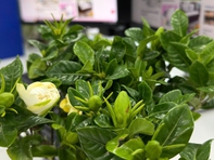 Hoa dành dành là hoa gì mà 'gây nghiện' từ câu hát đến việc tìm mua?