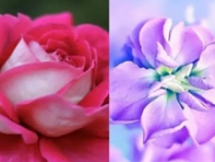 Quiz: Điều gì làm nên sự độc đáo của bạn?