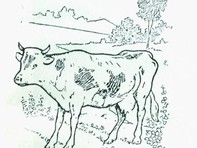 Thử tài tinh mắt: Cô gái vắt sữa bò ở đâu?