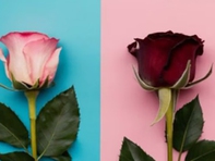 Quiz: Bạn nhường nhịn hay quyết đoán?