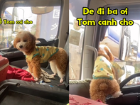 Chú chó làm lơ xe siêu dễ thương