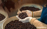 Robusta Việt Nam: Từ nguyên liệu pha trộn đến vị thế dẫn đầu thế giới