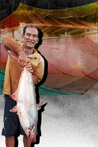 Cất vó bắt được cá khủng ở rừng U Minh Thượng