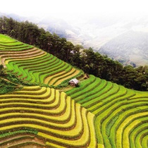 Podcast: Ngắm mùa lúa chín ngây ngất lòng người ở cố đô Ninh Bình