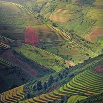 Podcast: Khi Mù Cang Chải mùa lúa chín, sắc vàng sẽ chảy tràn trên triền núi