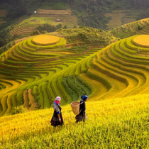 Podcast: Những triền ruộng bậc thang công phu ở Tây Bắc từ đâu mà có?