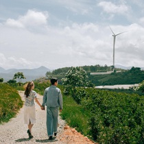 Podcast: Đi Đà Lạt ngắm 'quạt gió khổng lồ' ở đồi chè Cầu Đất