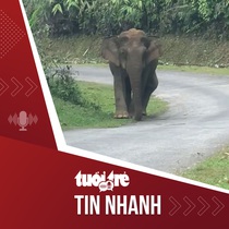 Tin tức tối 8-12: Voi rừng đi thong dong trên đường, người dân lo sợ