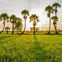 Pocast: Về An Giang ngắm hoàng hôn trên cánh đồng thốt nốt