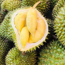 Bản tin sáng 28-7: Cấp mã số để xuất khẩu sầu riêng Lâm Đồng sang Trung Quốc