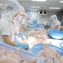 Bản tin sáng 10-8: Xuất khẩu cá tra vào EU tăng