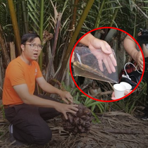 Podcast: Lấy mật hoa dừa nước bằng cách massage, thu tiền tỉ