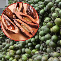 Quả cau non có tác dụng gì mà Trung Quốc ồ ạt mua giá cao?