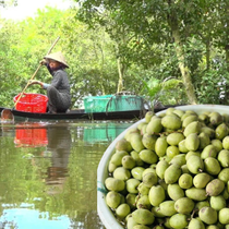 Đặc sản miền Tây: Cà na, hương vị vừa chua vừa chát, ăn rồi lại khó quên