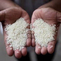 Đầu năm mới, nghĩ về hạt gạo Việt Nam
