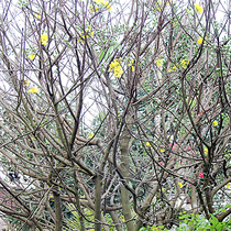Độc đáo giống mai thân, mai tình ở Quảng Ngãi