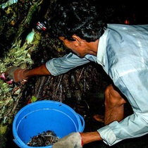 Ba khía truyền kỳ - Kỳ cuối: Nuôi ba khía được không?