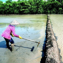 Chuyện xưa chuyện nay về nước mặn ở Đồng bằng sông Cửu Long và những dự báo