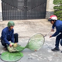 TP.HCM mạnh tay xử lý chó thả rông