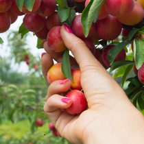 Cách dùng trái mận làm đẹp và phòng chữa bệnh tiểu đường, ung thư