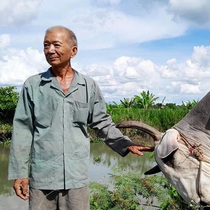 Lão nông kỳ lạ cứu mạng... trâu bò ở xứ Chắc Cà Đao
