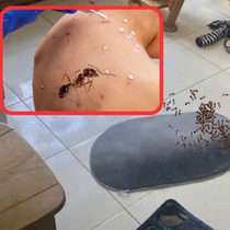 Kiến ba khoang lại xuất hiện rộ ở khu dân cư