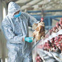 Bé gái 8 tuổi mắc viêm não do cúm gia cầm H5N1 sau khi tiếp xúc với gà chết