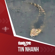 Tin tức tối 20-7: Cá sấu xuất hiện dưới kênh ở TP.HCM