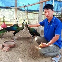 Anh nông dân Gia Lai nuôi chim quý: Làm đúng luật, thu gần 1 tỉ mỗi năm