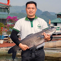 Săn đặc sản ăn chơi ngày Tết - Kỳ 3: Mua lợn cắp nách, cá sông Đà... cho ra Tết