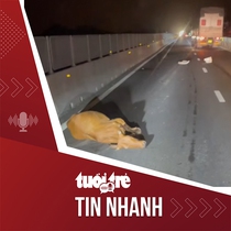 Tin tức tối 5-2: Xe tải làm rơi đàn bò, cao tốc Vĩnh Hảo - Phan Thiết rối loạn trong đêm