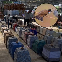 Cuộc thi chim chào mào với giải thưởng 2 ô tô, 38 xe máy: Ban tổ chức nói gì?