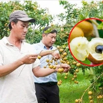 Những ưu điểm giúp thanh nhãn Cà Mau giá hơn 100.000 đồng/kg vẫn cháy hàng