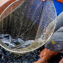 Cá nuôi ở đặc khu Thổ Châu cứ 10 ngày lại được 'tắm' nước ngọt, để làm gì?