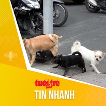 Tin tức sáng 29-9: TP.HCM có khoảng 315.000 con chó và mèo, xử nghiêm chó thả rông