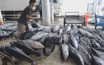 Ngư dân trúng đậm cá ngừ đại dương trước khi cơn bão số 12 đổ bộ