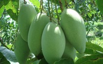 Xoài Việt Nam chính thức được vào thị trường Mỹ