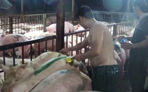 Trinh sát cải trang 2 tháng, bắt vụ tiêm thuốc an thần vào heo