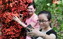 Đi Phú Yên ngắm vườn cây đỏ, ăn trái đỏ chua lè lưỡi