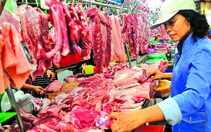 Nháo nhào vì 5.000 con heo bị tiêm chất an thần