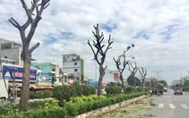 Mở đường và trồng cây xanh từ đất quốc phòng bàn giao TP.HCM