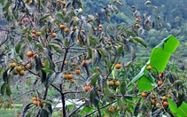 Quả hồng không hạt Quản Bạ có chỉ dẫn địa lý