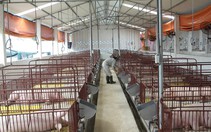 Ngăn chặn dịch bệnh gia súc, gia cầm phát sinh và lây lan