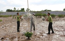 Tăng cường bảo vệ các loài chim di cư, bảo vệ đa dạng sinh học