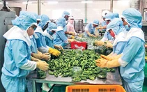 Xuất khẩu nông sản đạt kỷ lục mới