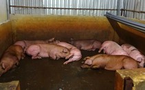 Kỷ luật hàng loạt cán bộ liên quan vụ heo bị tiêm thuốc an thần